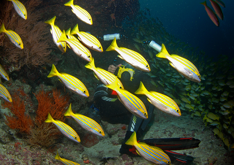 Подводные фотографы на Мальдивах