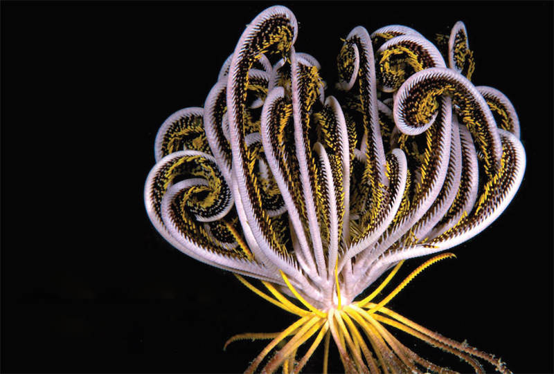 Фантастические морские лилии и кто на них обитает