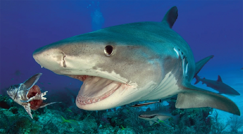 Дайвинг с акулами – что можно, чего нельзя, и как вести себя разумно