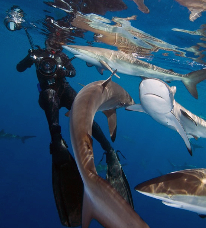 Дайвинг с акулами – что можно, чего нельзя, и как вести себя разумно