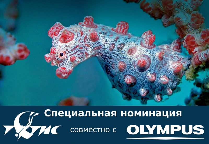 Подводный портал Тетис и бренд Olympus приглашают всех желающих