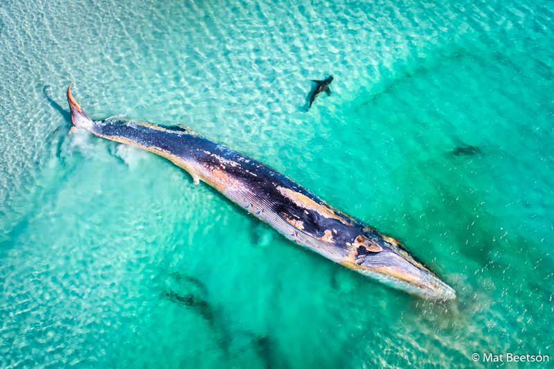 Лучшие фото подводного мира Австралии и окрестностей