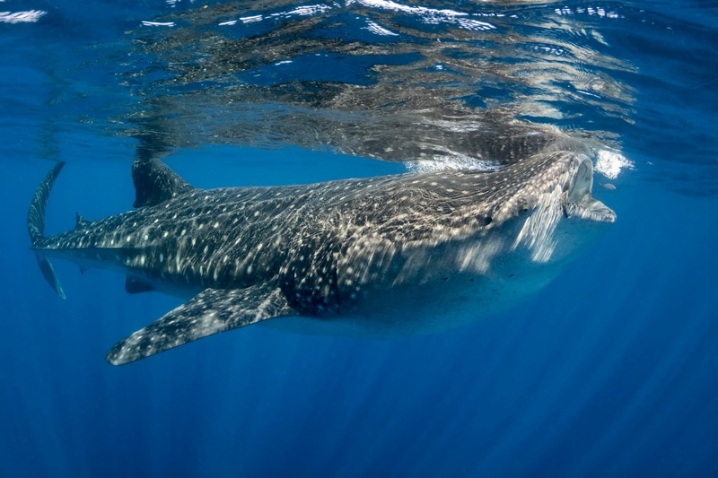 Китовые акулы – долгожители