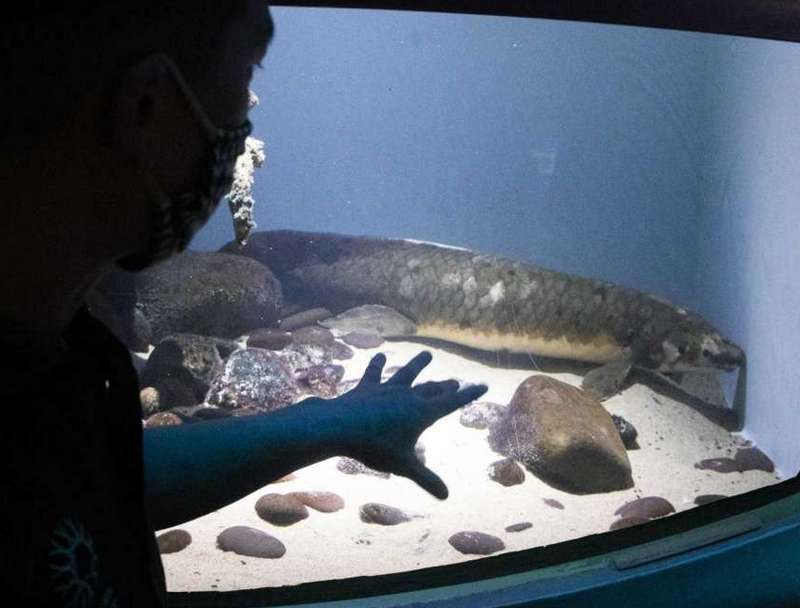 Самая старая в мире аквариумная рыба живет в Сан-Франциско