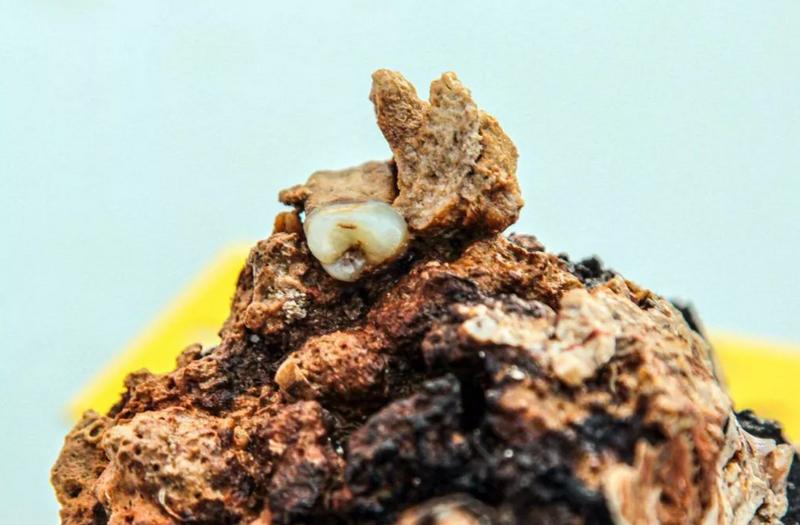 Голова найдена на дне через 120 лет после тела