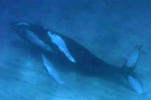 Что общего между горбатыми китами и лабрадорами