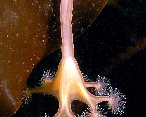 Медуза на ламинарии