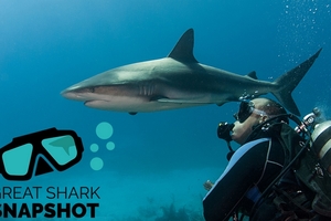 Shark Trust объявляет большой сбор фотографий акул и скатов