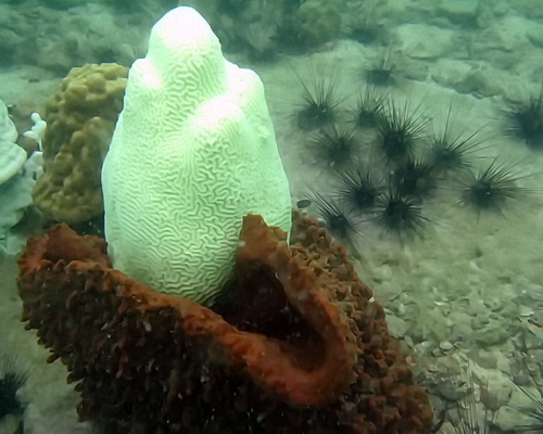 Паттайя. В августе 2010-го... Так умирали кораллы.
