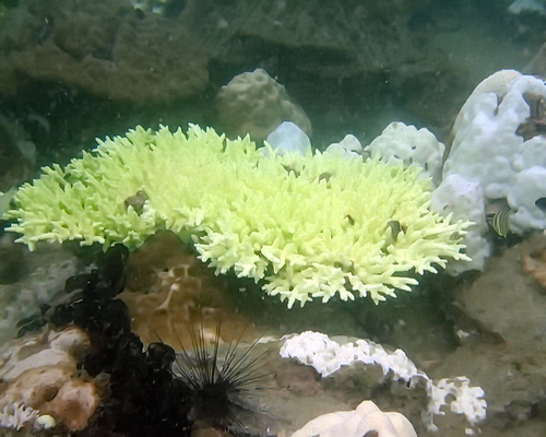 Паттайя. В августе 2010-го... Так умирали кораллы.