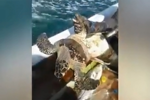 Дайверы опять спасают черепаху