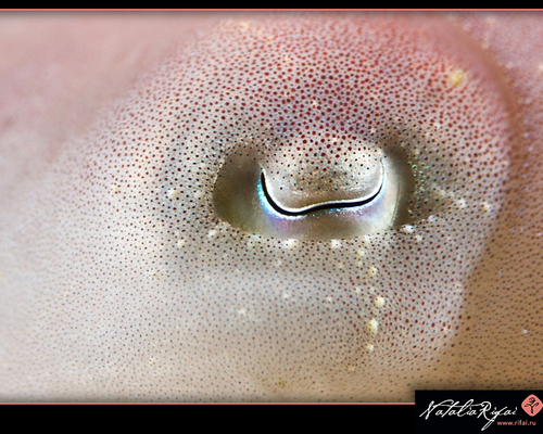 Глаз пигмеев каракатицы