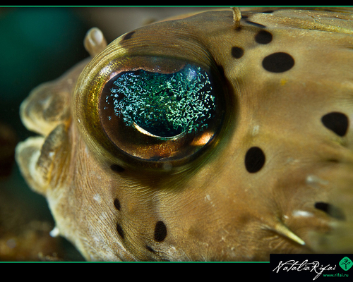 Глаз колючий рыбы-puffer