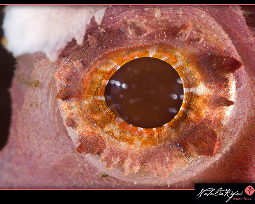 Глаз Розовый скорпены-Rinopia