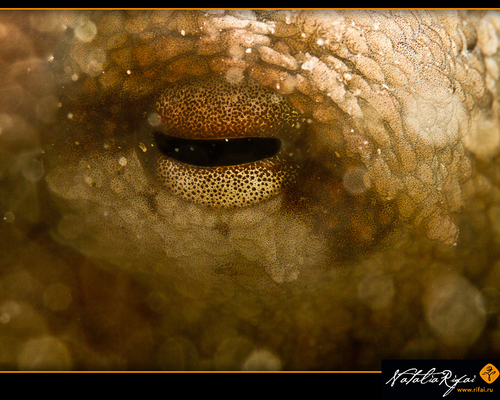 Глаз Средиземного осьминога