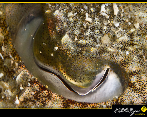 Глаз cредиземное  каракатицы