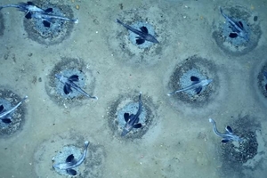 Колония из 60 млн рыбьих гнезд найдена в Антарктике