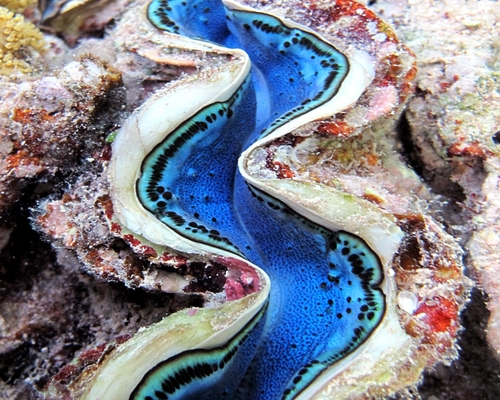 Моллюсковое макро