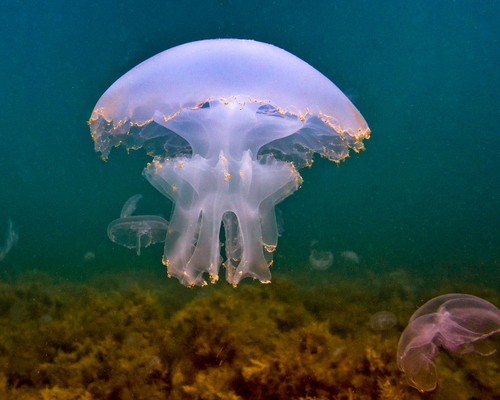 Смерть медузы