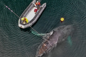 На Аляске спасли запутавшегося молодого горбатого кита