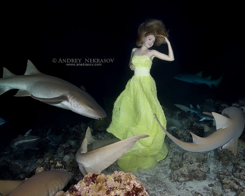 Ирина Британова с акулами