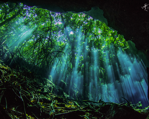 Взгляд на джунгли из под воды