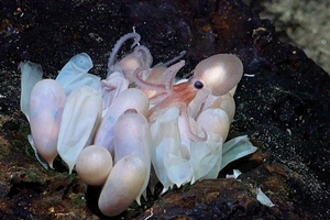 Обнаружены четыре новых вида глубоководных осьминогов