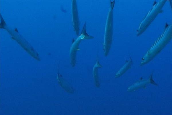 Подводная охота. Сафари по Мозамбику и ЮАР