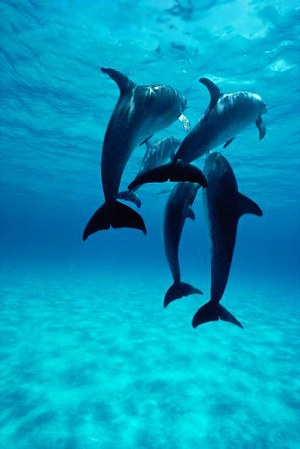 Дайвинг. Что вы знаете о дельфинах?