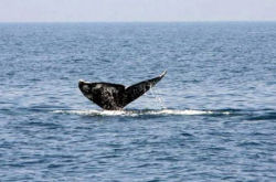 Серый кит у берегов Израиля – ученые в недоумении