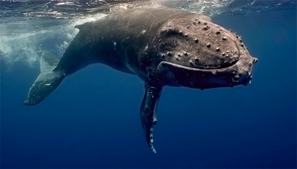 Как кит чуть на подводного оператора не упал