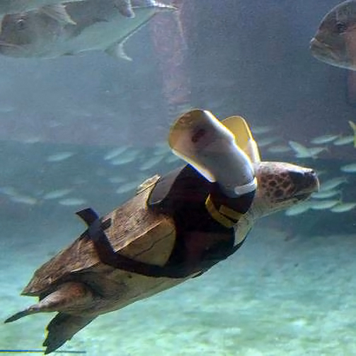 В Японии спасли морскую черепаху, пострадавшую от зубов акулы