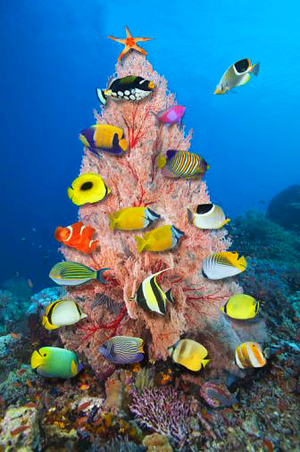 С Новым Годом, дорогие подводные друзья! 