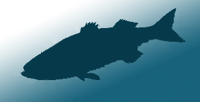 КПДР приглашает на новогодние соревнования по подводной охоте