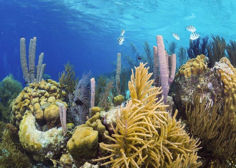 Массовое вымирание кораллов Карибского моря