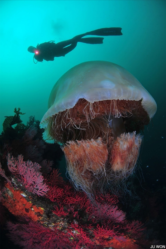 Как работает подводная фотомодель