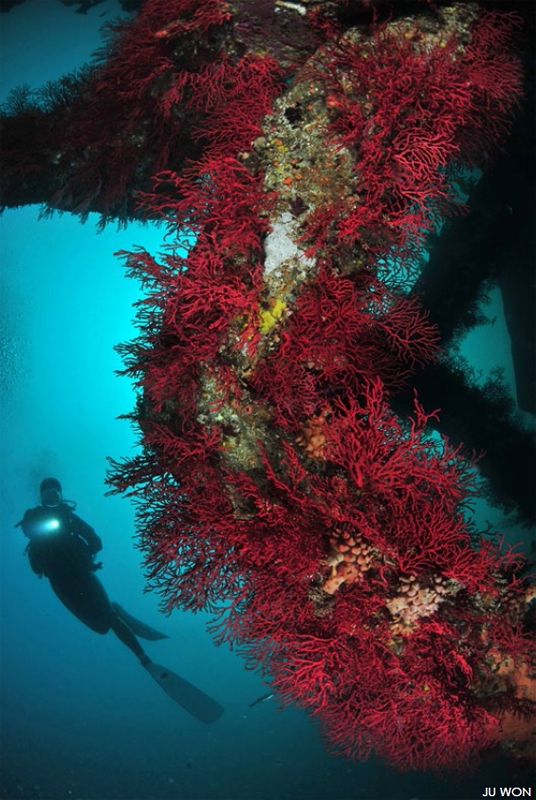 Как работает подводная фотомодель