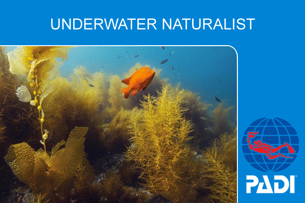 Курс обучения дайвингу PADI Underwater Naturalist