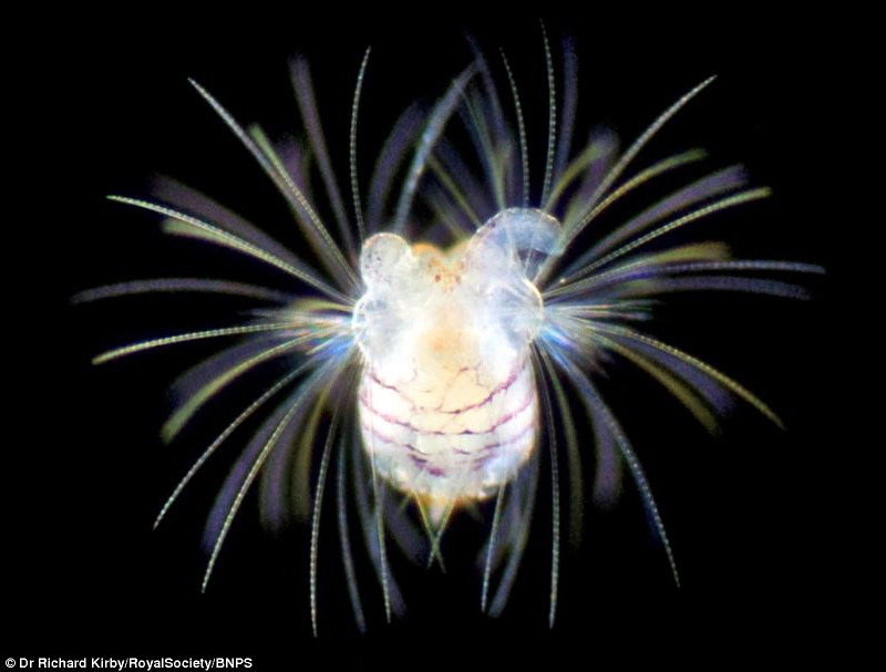 Удивительный мир – планктон под микроскопом
