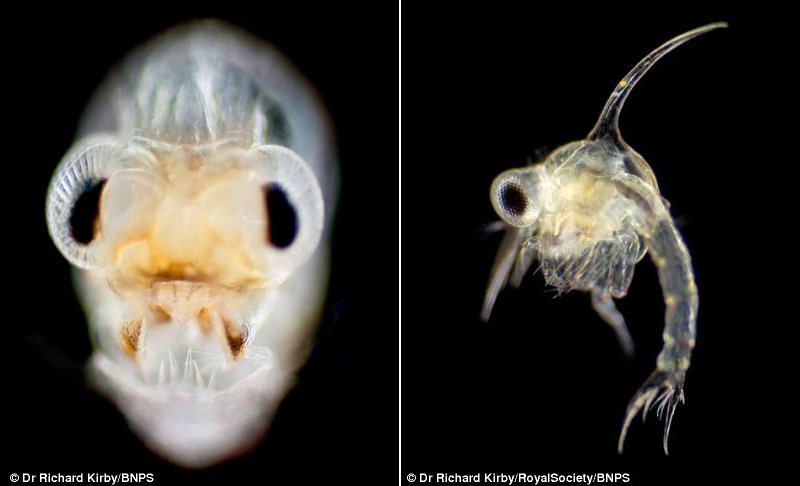Удивительный мир – планктон под микроскопом