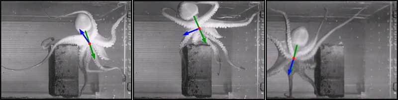 Почему осьминоги не запутываются в собственных ногах