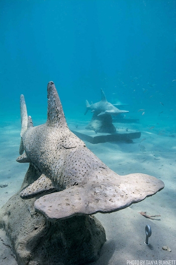 Акулы-молоты у берегов Флориды