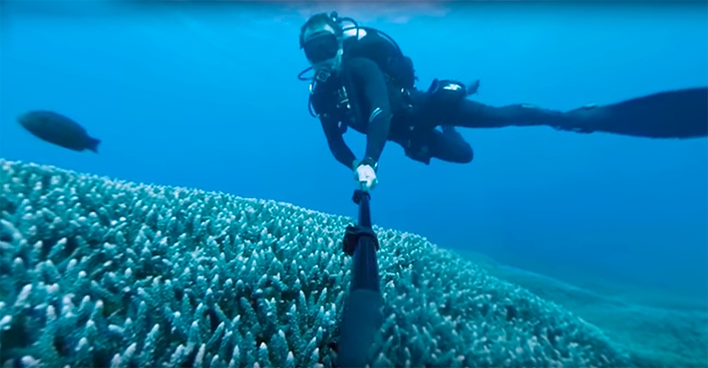 Панорамное видео Большого Барьерного рифа