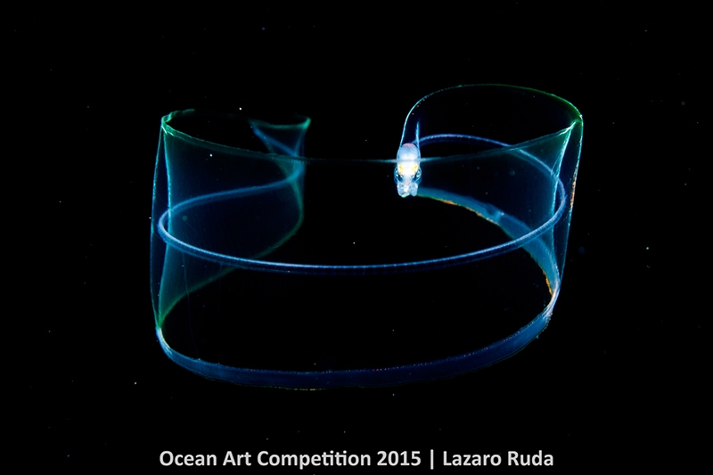 2015 Ocean Art Contest