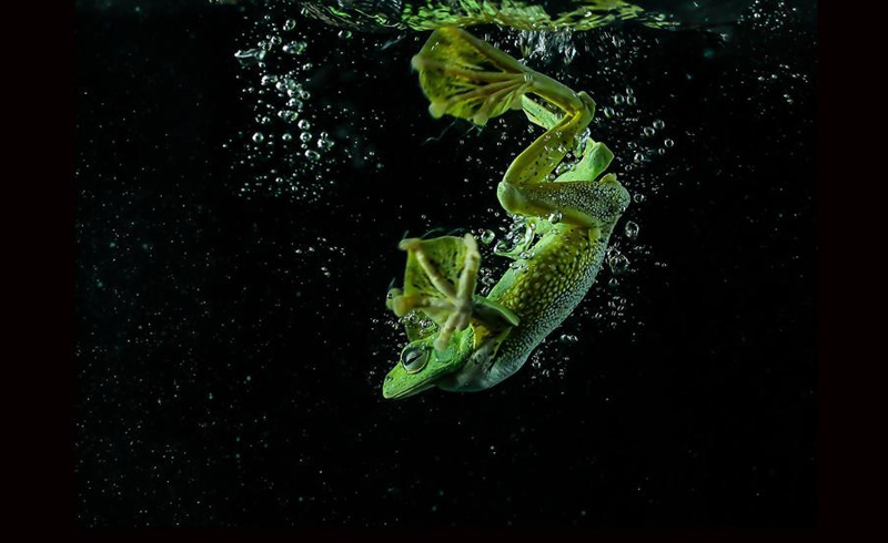 Как выглядит летающая лягушка под водой