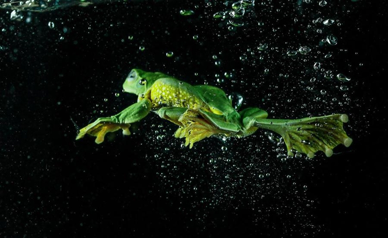Как выглядит летающая лягушка под водой
