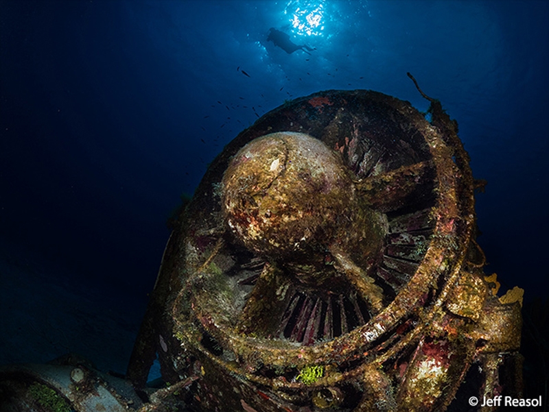 Digital Shootout – лучшие подводные фотографии 2016 года