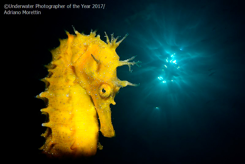 Лучший подводный фотограф года 2017 – результаты конкурса