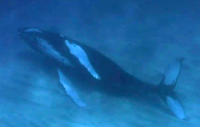 Что общего между горбатыми китами и лабрадорами