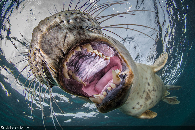 Объявлены победители розового конкурса подводной фотографии